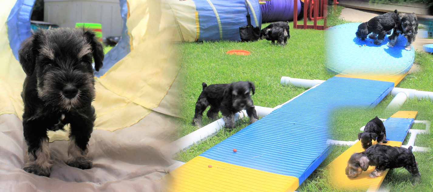 Miniature Schnauzer Puppies Search and Find Food Over, Around, On and through Objects