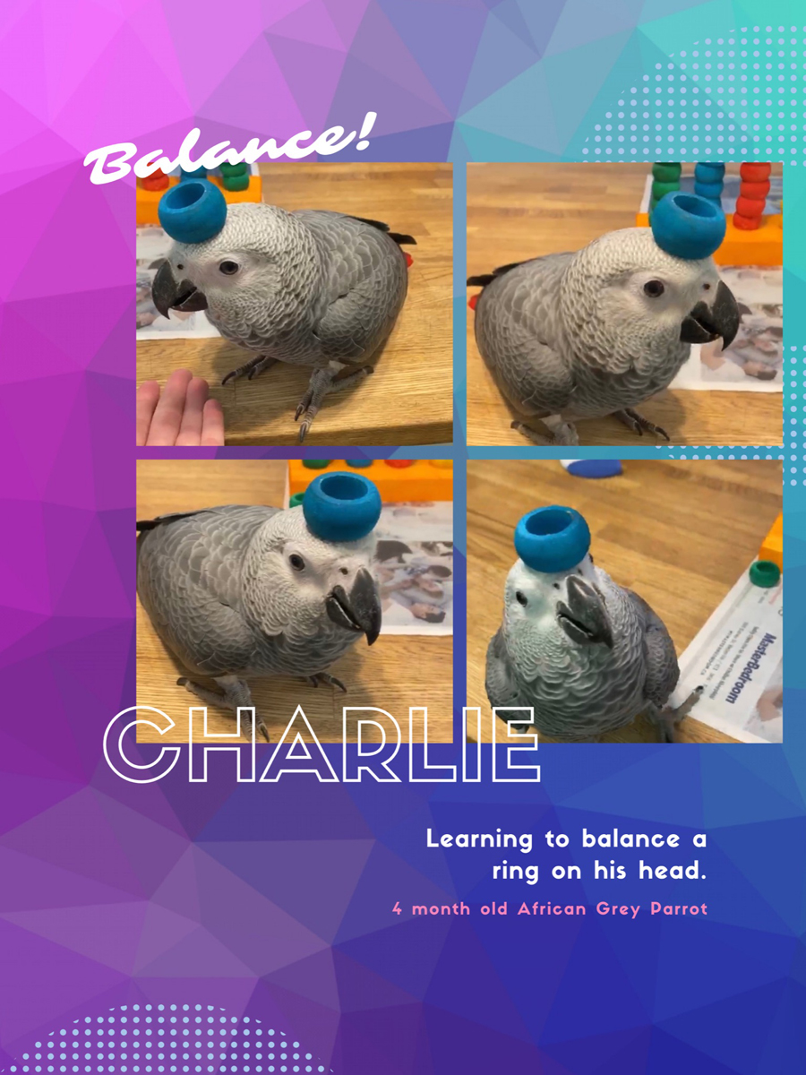 African Grey Parrot-Novice Trick Bird, Learning to Balance a ring on his head